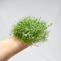 Flower RPG Miniature – Tabletop Model – DND White Miniature Flower Clusters – Realistic Vegetation for Wargaming